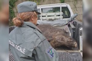 Como, cinghiale investito in via Napoleona. E’ accaduto stamattina