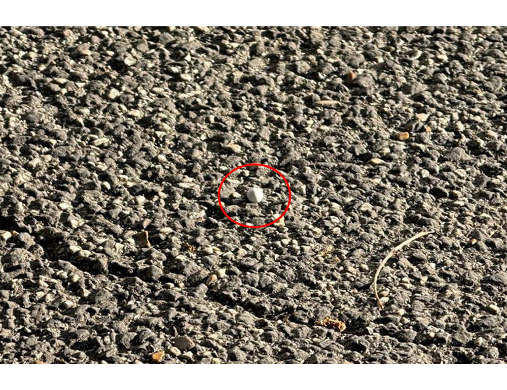 25 aprile, 21enne fermato per gli spari, ‘sono della Comunità ebraica’