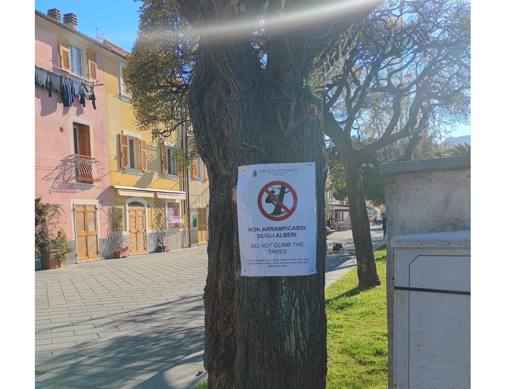 A Sestri Levante nuova ordinanza, non ci si può arrampicare sugli alberi
