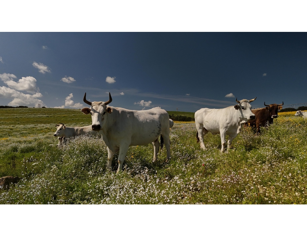 Agricoltore in ospedale, sindaco obbligato ad accudire 11 vacche