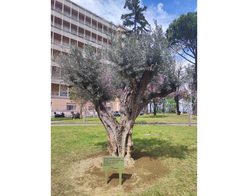 Al Monaldi un ulivo in ricordo del piccolo Domenico, assente la famiglia