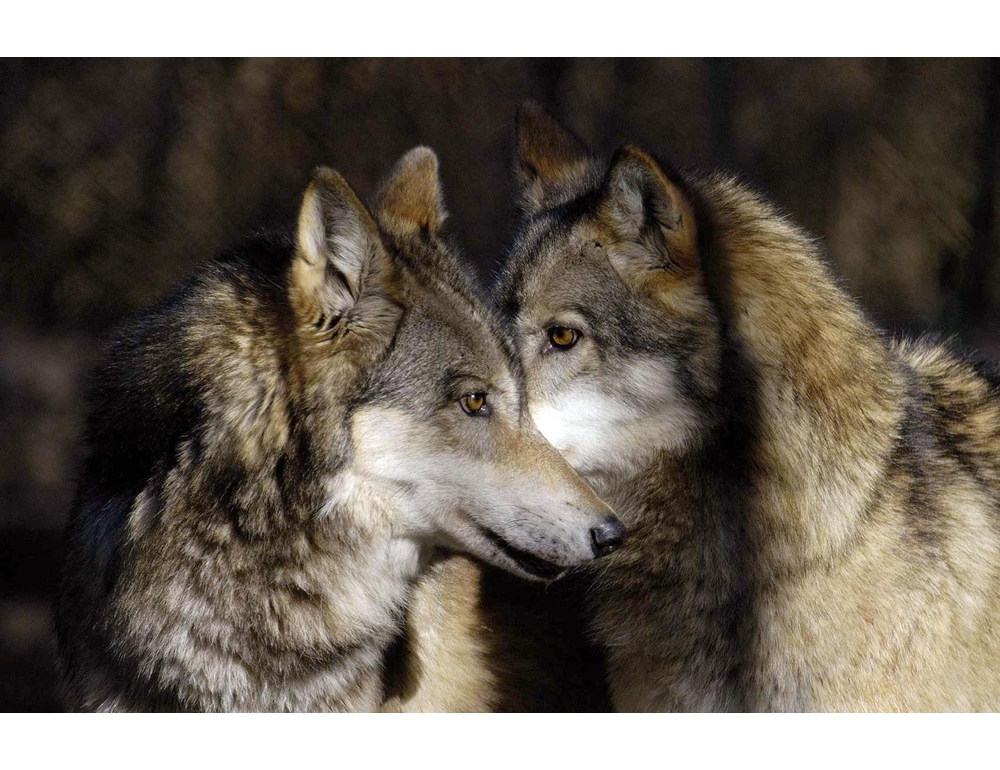 Altri tre lupi avvelenati nel Parco nazionale d’Abruzzo, Lazio e Molise
