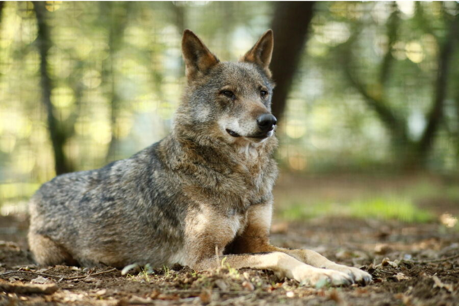 Pochi giorni fa un altro caso