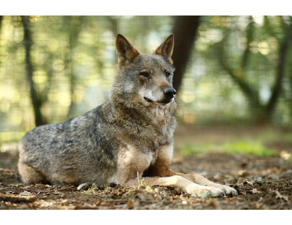 Cinque lupi trovati morti in Abruzzo, Parco ‘ipotesi avvelenamento’