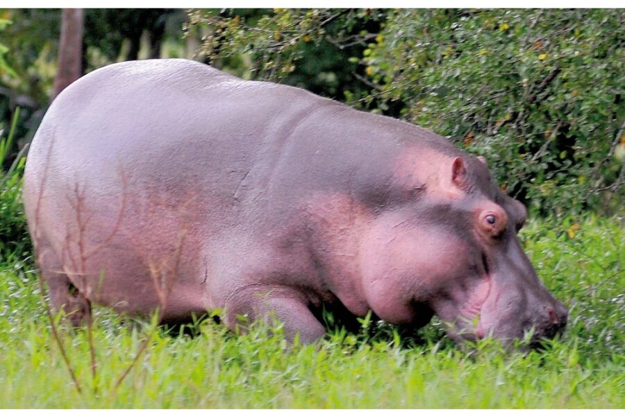 Anant Ambani pronto a trasferirne 80 animali per evitare l'abbattimento