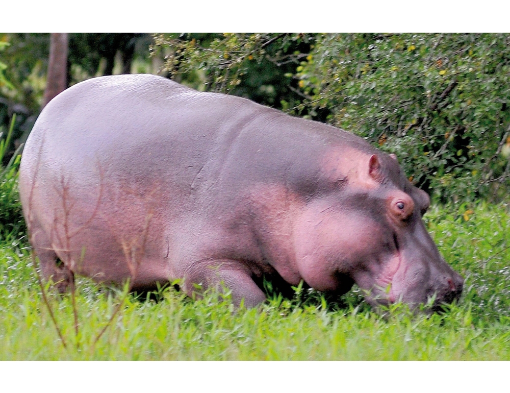 Colombia, magnate indiano offre rifugio agli ippopotami di Pablo Escobar