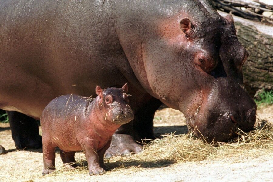 La giustizia sospende l'eutanasia degli animali esotici introdotti negli anni '80