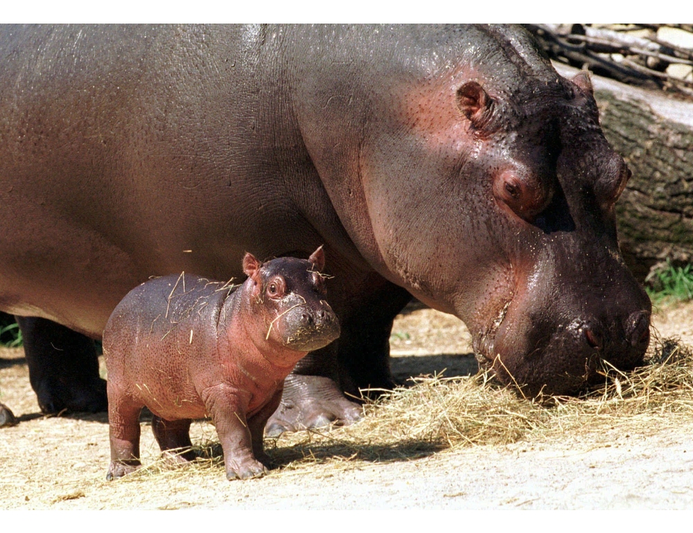 Colombia, stop al piano per abbattere gli ippopotami di Escobar