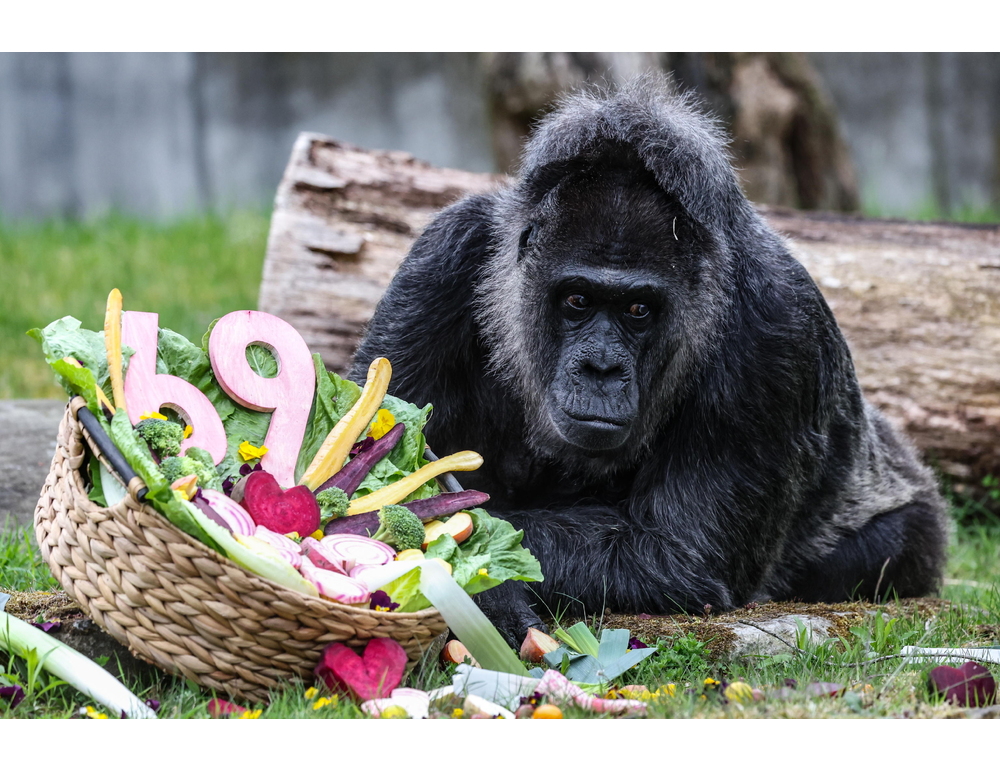 Compleanno da record allo zoo di Berlino, la gorilla Fatou compie 69 anni