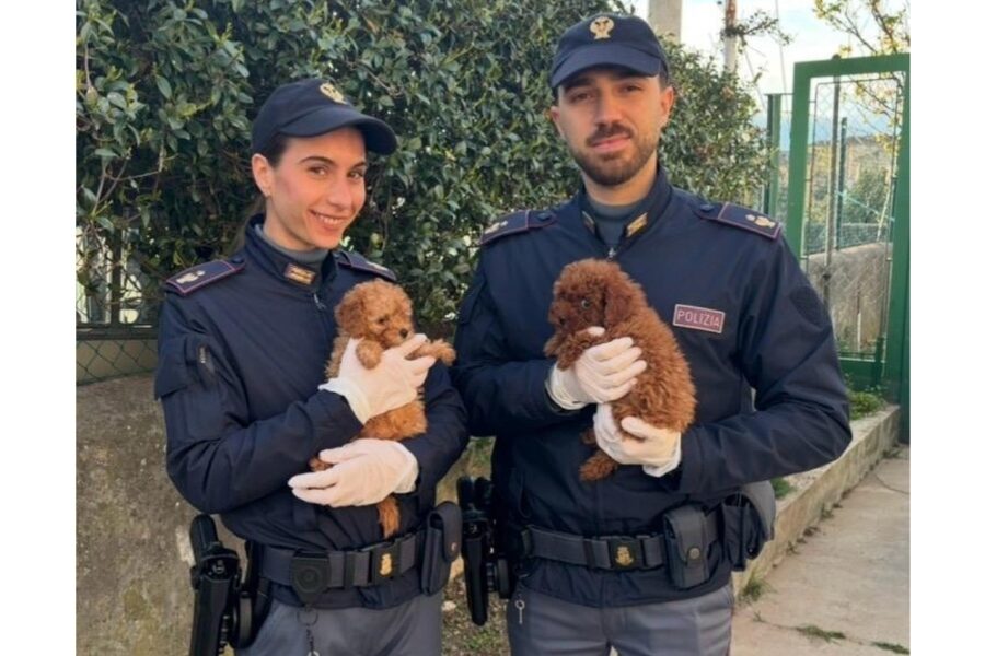 Sequestrati da Polizia Trieste. Erano su bus Romania-Francia