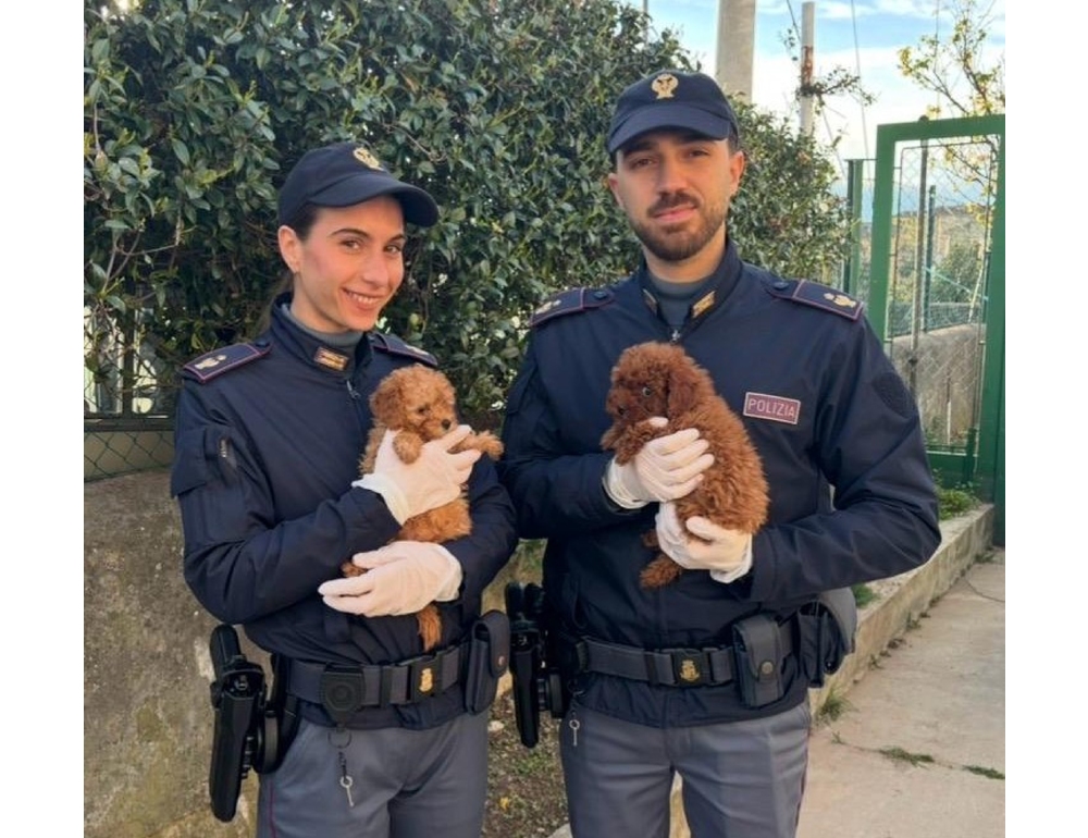Cuccioli cane viaggiavano in gabbiette strettissime, multe ai proprietari