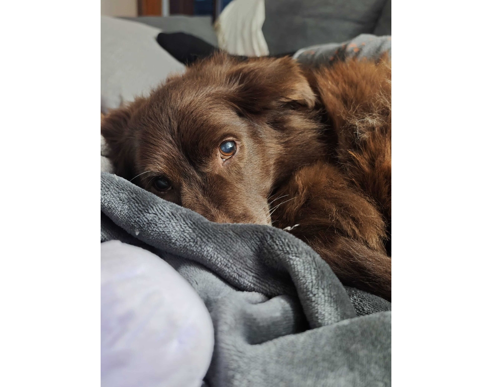 Denuncia Leal per ‘il cane investito volontariamente ad Arezzo’