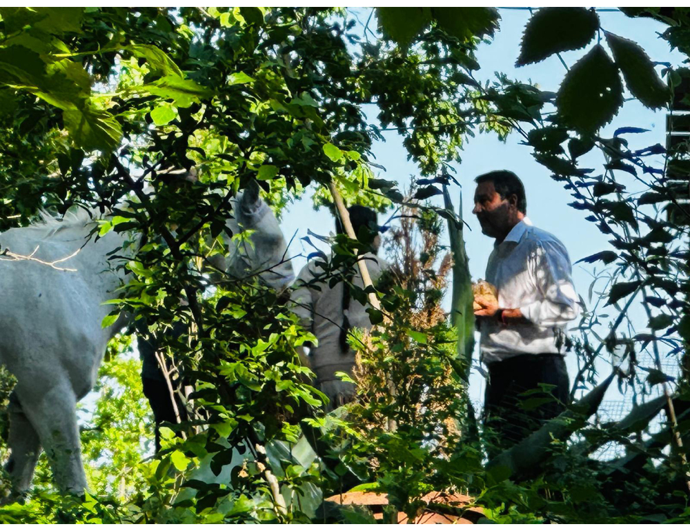 Famiglia nel bosco, Salvini ‘bimbi lontani da 5 mesi è fuori dal mondo’