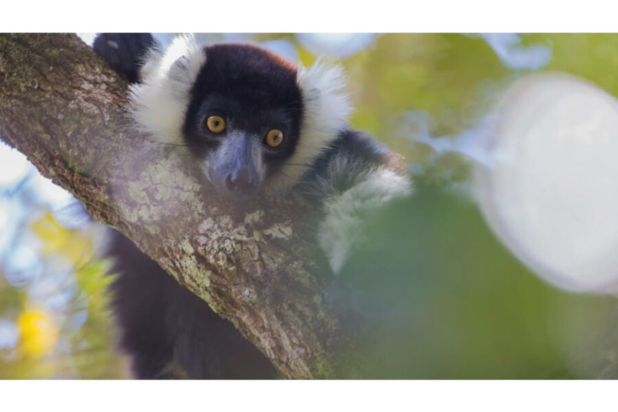E' stato adattato un algoritmo nato per riconoscere gli uccelli