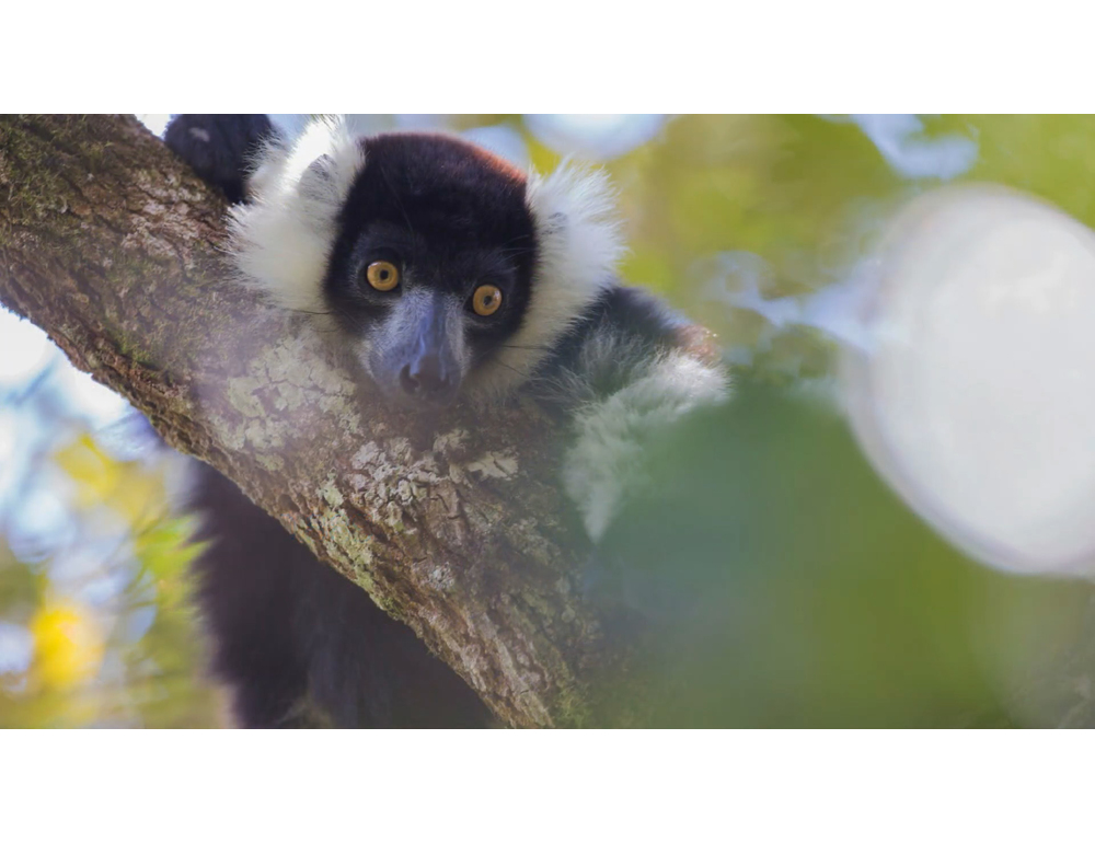 L’Università di Torino ascolta i lemuri nella foresta pluviale con l’Ia