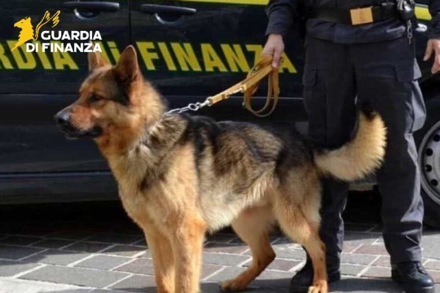 Ricostruito un giro di stupefacenti per almeno 60 chilogrammi