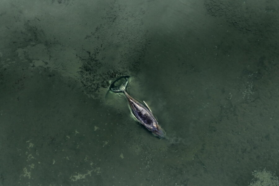 Anche il presidente tedesco Steinmeier interviene. Vuole parlare con gli esperti