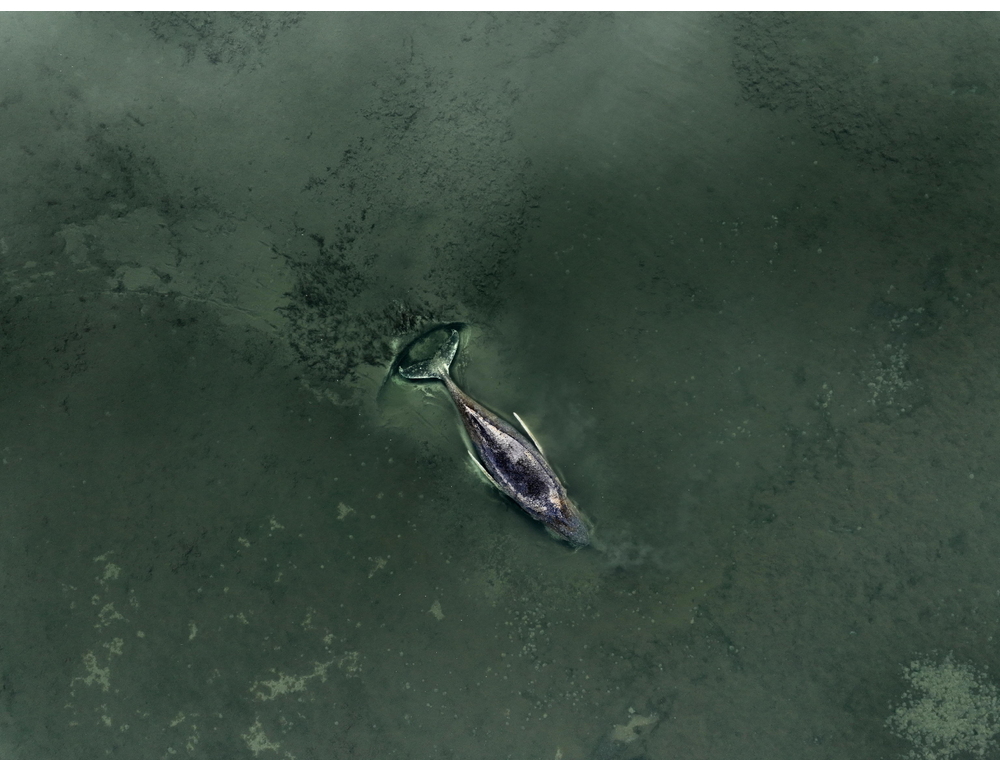 La megattera nel Baltico ancora in agonia, fra le proteste