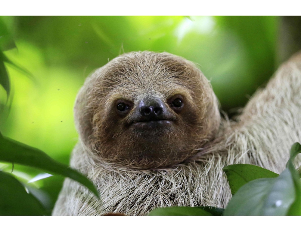 Media, 31 bradipi muoiono in Florida prima dell’apertura del parco