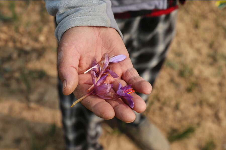 Il paese produce circa il 90% dell'offerta mondiale