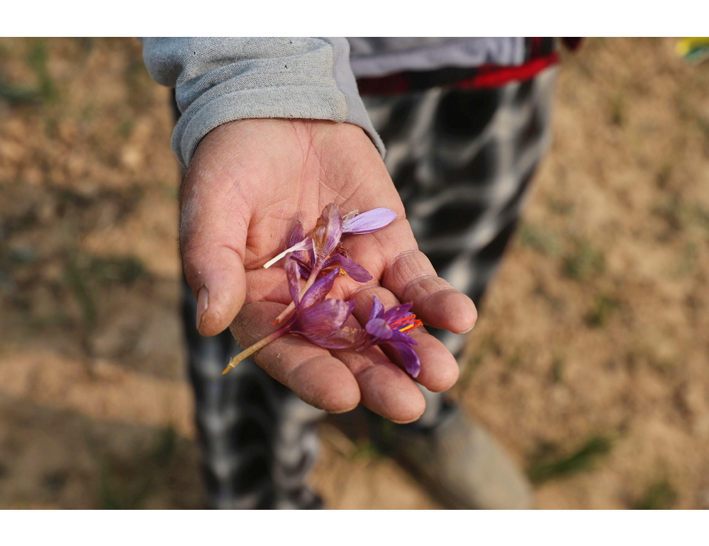 Media, il blocco di internet in Iran frena l’export di zafferano