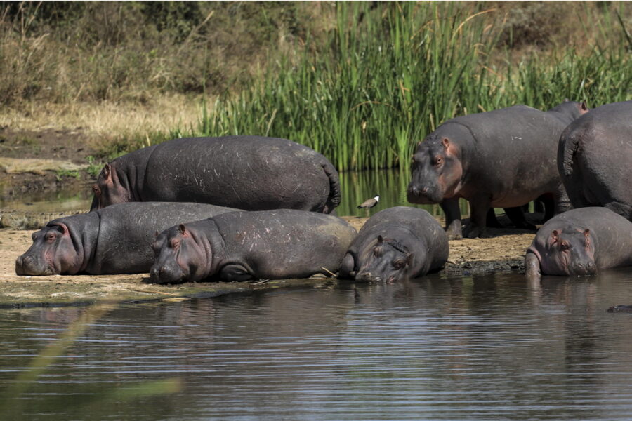 Importati dal narcos