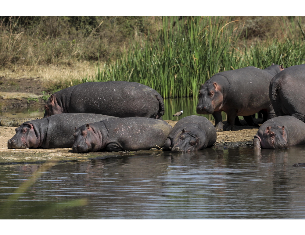 Media, un magnate indiano vuol salvare dalla morte i ‘cocaine hippos’ di Escobar