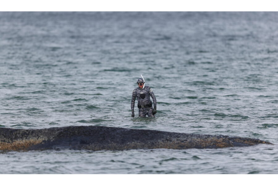 Ministro Land tedesco: 'La decisione è legata alle condizioni di salute dell'animale'