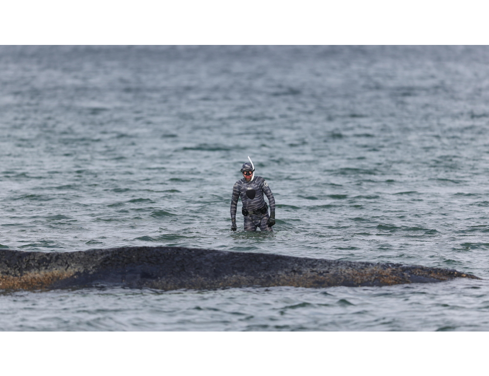 Nuovo tentativo di salvataggio della balena incagliata nel mar Baltico