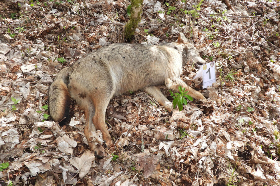 Ho chiesto controlli al Comando unità forestali