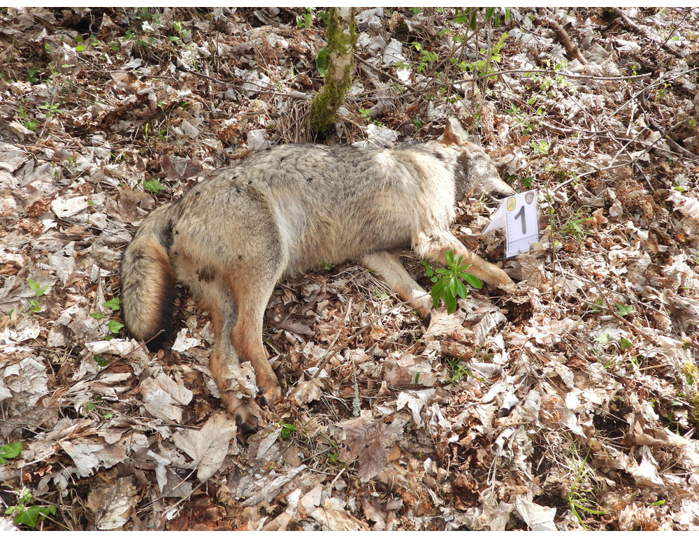 Pichetto, ‘orrenda e grave l’uccisione di 18 esemplari di lupo’