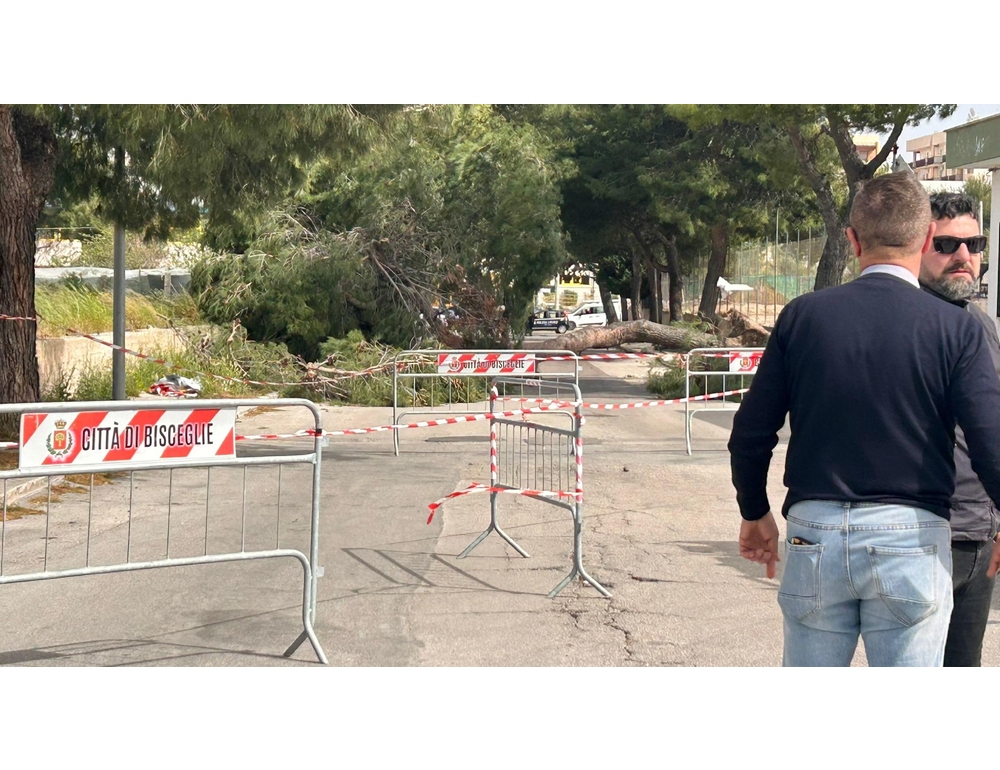 Ragazzina morta schiacciata da albero nel nord Barese, cinque indagati