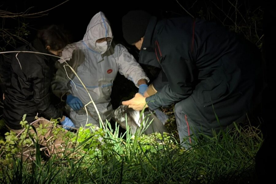 Oltre 50 le carcasse. Perquisizioni e sequestri in casa di un 53enne nell'Anconetano