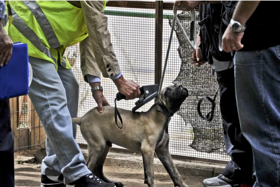 La donna uccisa durante passeggiata nel bosco a Tirano