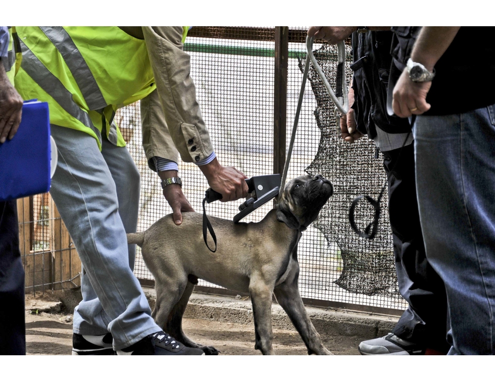 Sbranata da un branco di cani in Valtellina, disposta l’autopsia