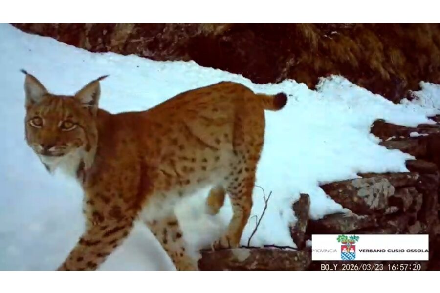 Polizia provinciale Vco: "Dalle macchie del mantello è l'esemplare già visto nel 2022"