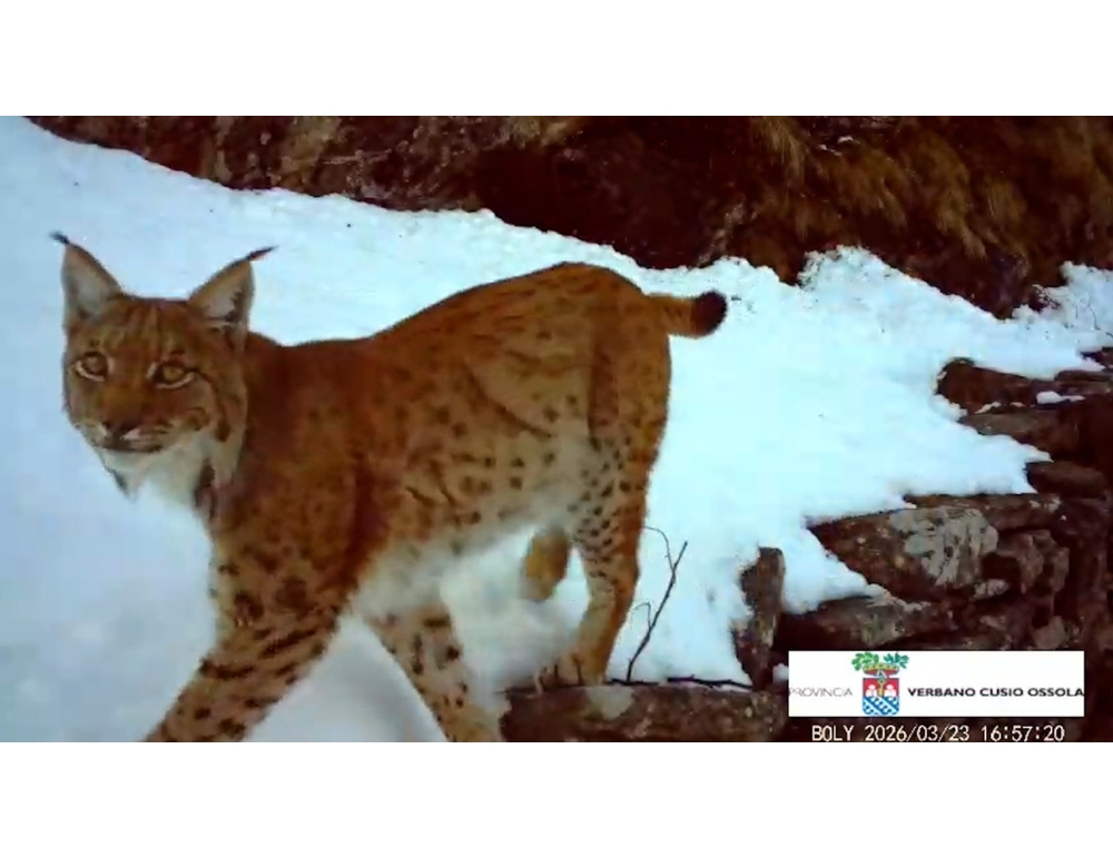 Torna a farsi vedere la lince in val d’Ossola, il felino ripreso in un video