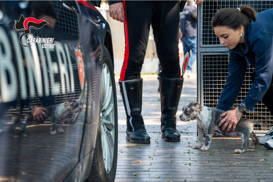 Gli animali possono ora essere adottati tramite azienda sanitaria
