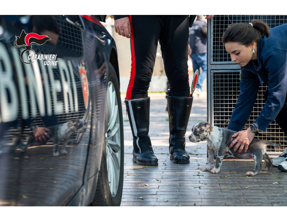 Traffico illecito di cuccioli, sequestrati 19 cani, denunciate due persone