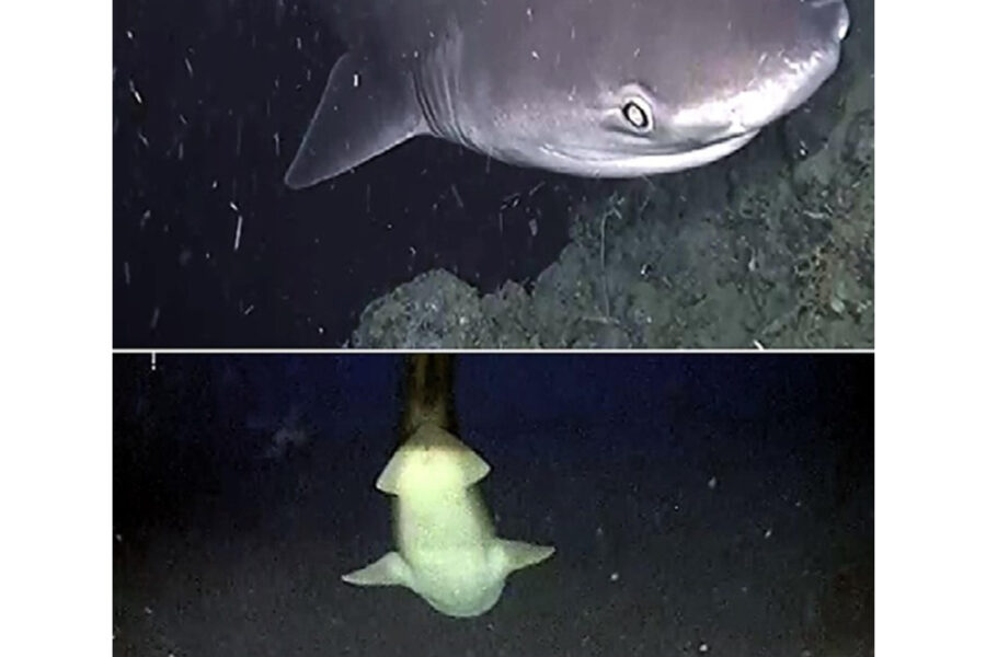 L'animale era ferito