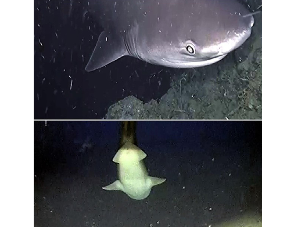 Un grosso squalo attacca un motoscafo a Gallipoli, paura per i pescatori