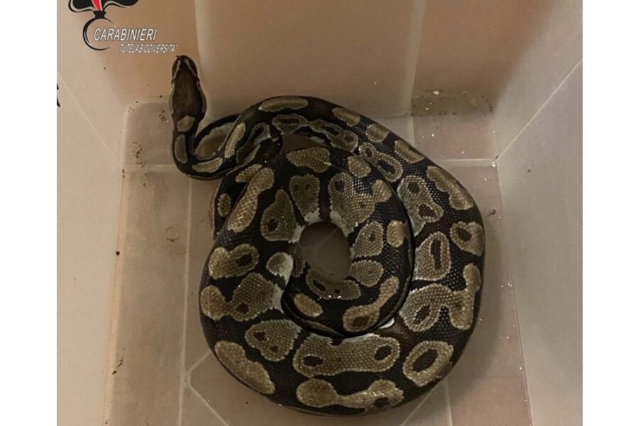 E' stato portato a Marina di Ravenna al centro territoriale di accoglienza degli animali