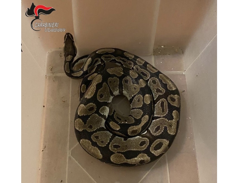Un pitone reale recuperato nelle campagne di Lugo nel Ravennate