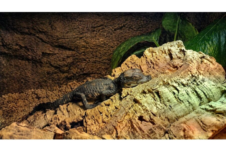 L'uovo portato alla superficie dal padre