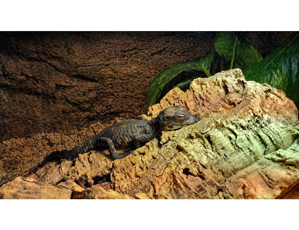 Un raro coccodrillo africano nano è nato al Parco Natura Viva di Verona