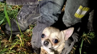 Ponte Lambro, cane incastrato in un tubo dell’acqua salvato dai vigili del fuoco