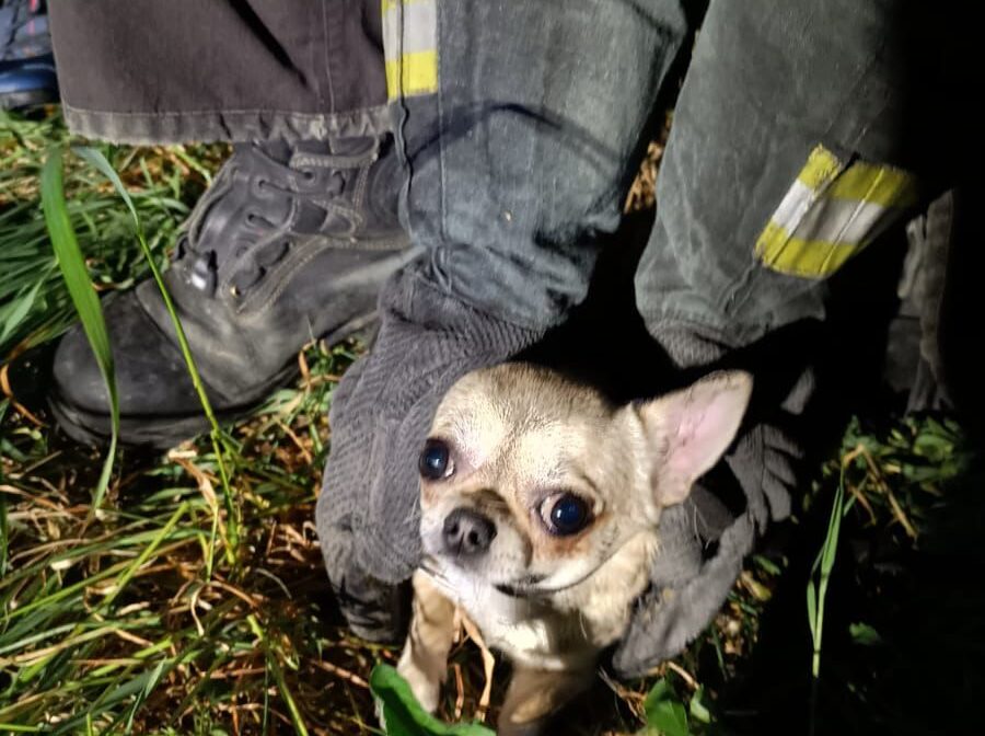 Ponte Lambro, cane incastrato in un tubo dell’acqua salvato dai vigili del fuoco