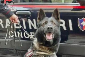 Controlli antidroga, il fiuto di Harry scova l’hashish