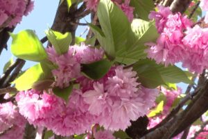 Ciliegi di Como, giallo sulle firme irregolari. Il comitato prende le distanze: “Noi danneggiati”