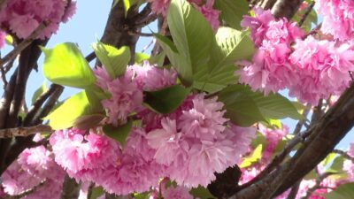 ciliegi via XX Settembre